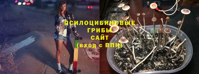 Псилоцибиновые грибы MAGIC MUSHROOMS  купить наркотики сайты  Таштагол 